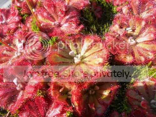 Daliceae_9-13-11.jpg