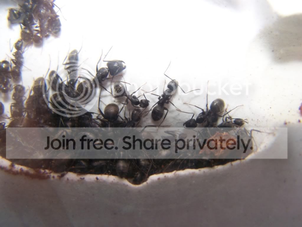 ants029.jpg
