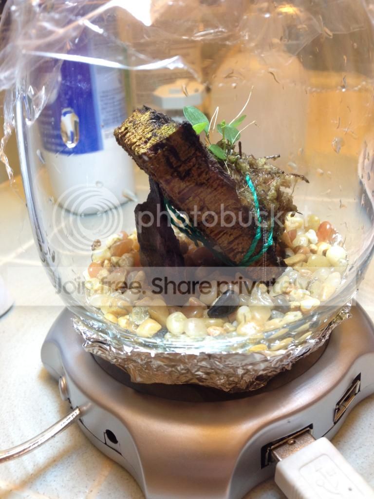 image_3_zps08020d33.jpeg