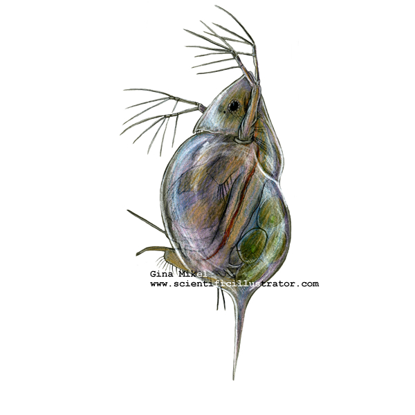 daphnia.jpg