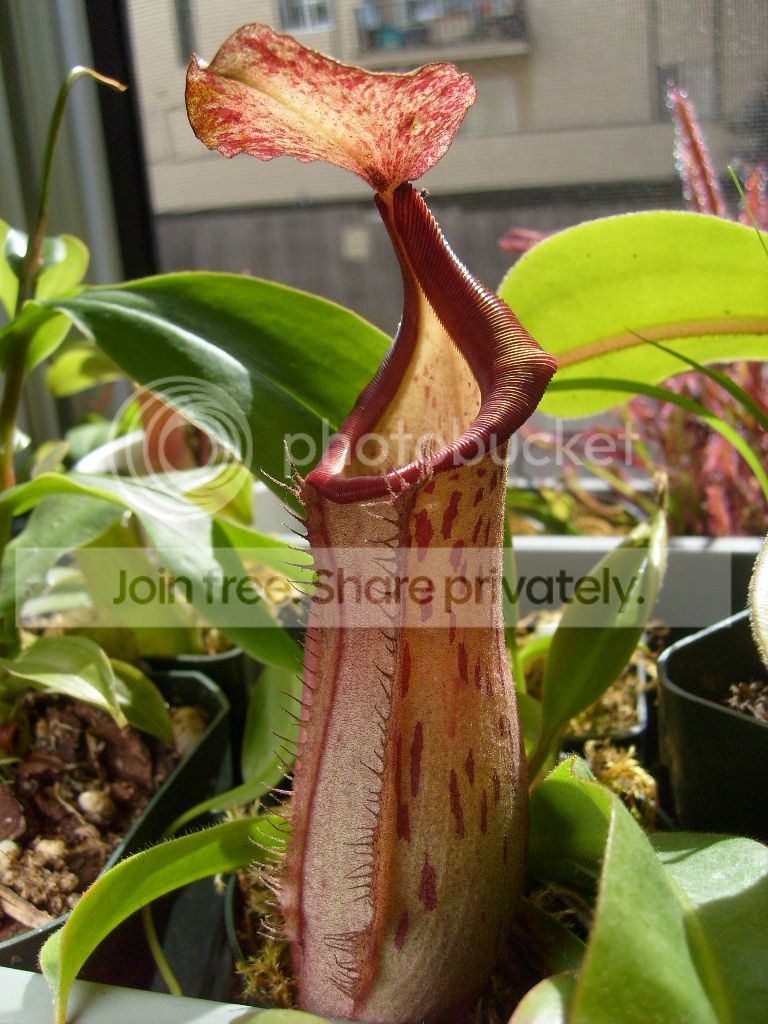 S6301220.jpg