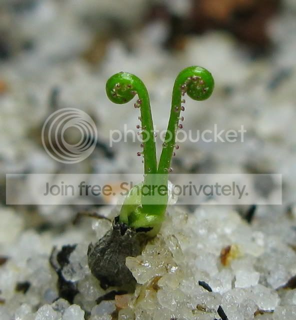 IMG_0943-Drosophyllum.jpg