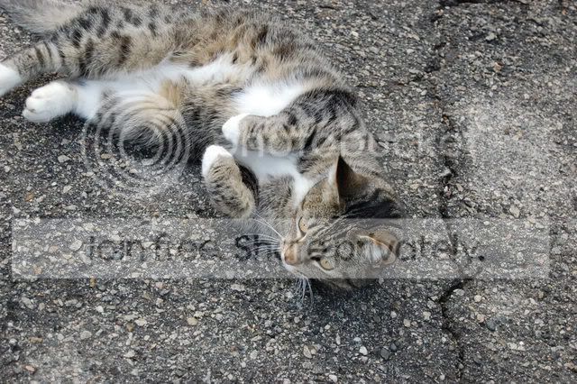 DSC_0037.jpg
