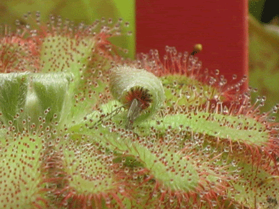 Dinnertime-001.gif