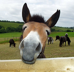 Mule%2BSNout.jpg
