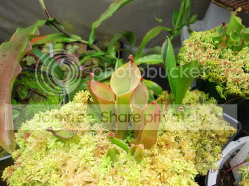 HnutansXglabra_10-5-11.jpg