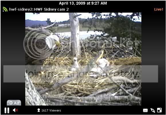 eaglebabies.jpg