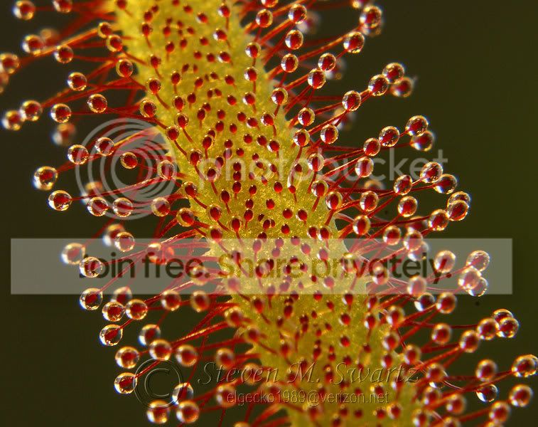 macro-CPs-016.jpg