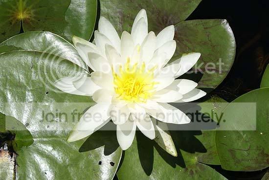 flowerlily.jpg