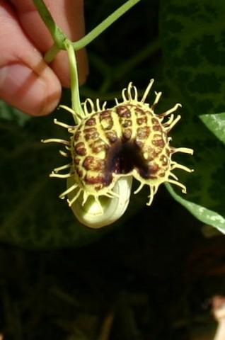Aristolochia%20fimbriata.jpg