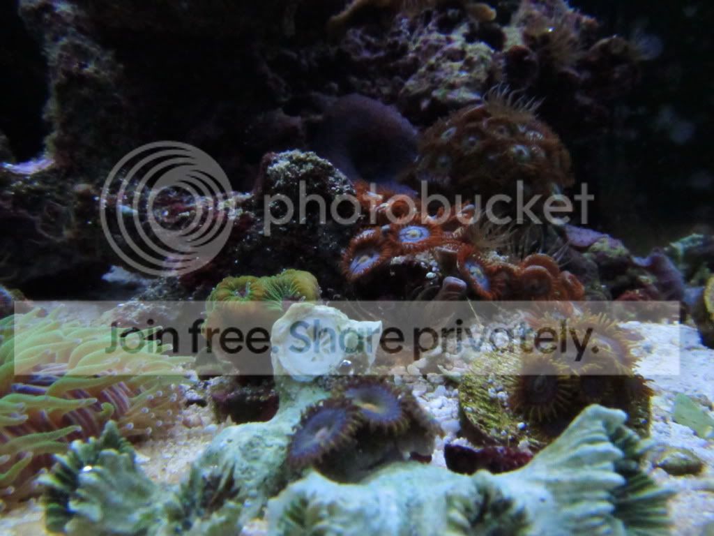 FinallyGoodReefPicturesPhipps029.jpg