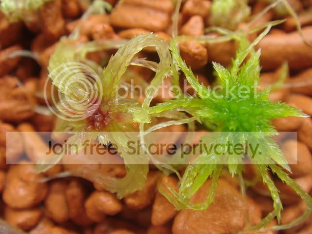 sphagnum_moss_cz7.jpg
