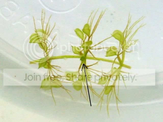 aldrovanda_cutting5.jpg
