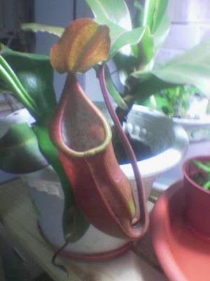 Image%28330%29.jpg