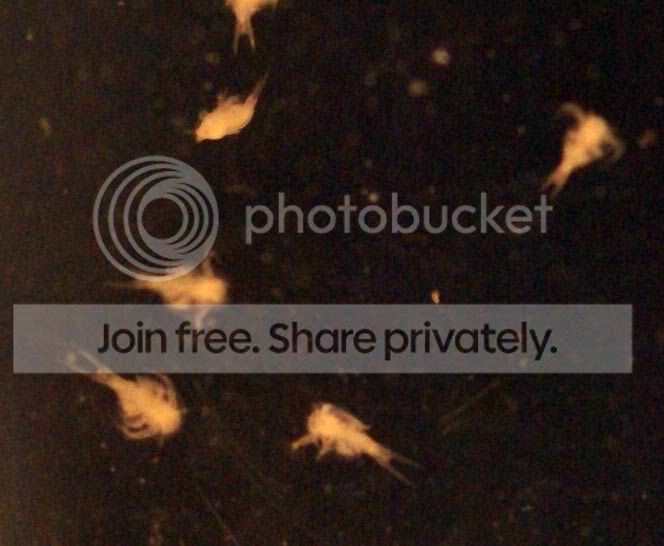 more-triops---tails-014.jpg