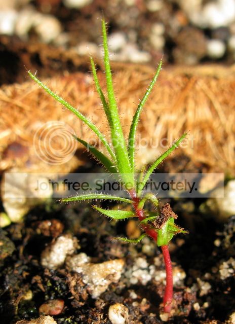 IMG_2224-Roridula-gorgonias-seedling.jpg