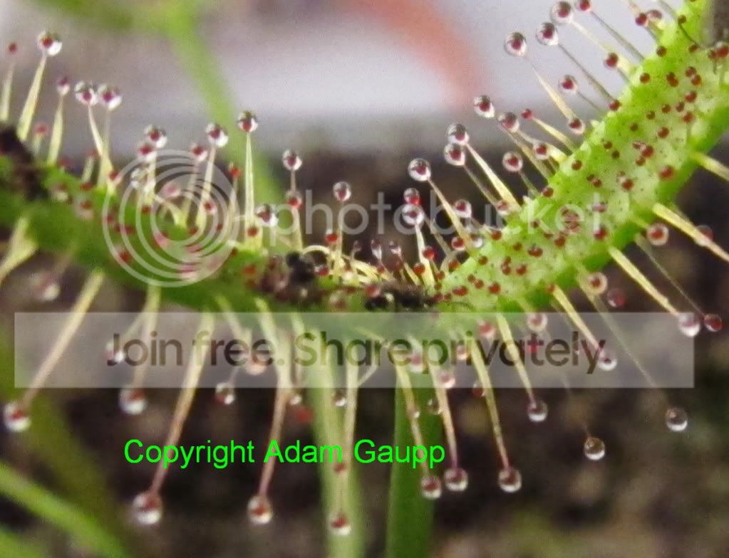 2010_12_2371CroppedandCopyrighted.jpg