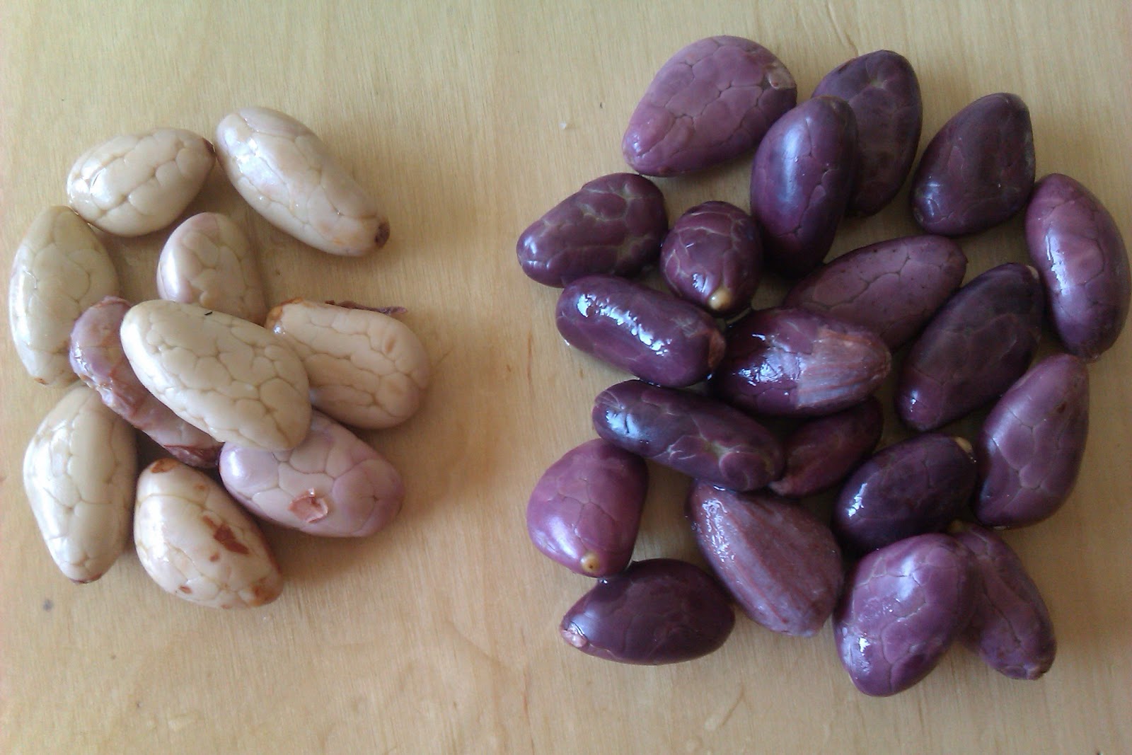 IMAG0237.jpg