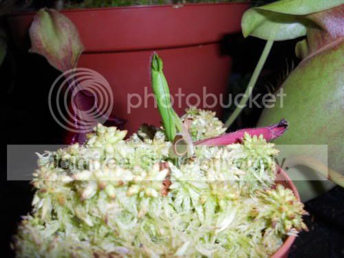 Hpulchella_1-1-12.jpg