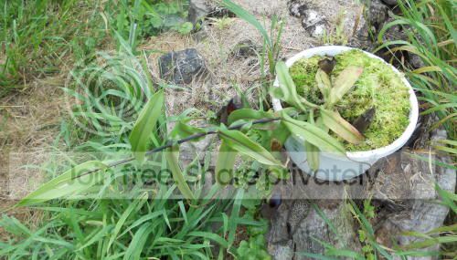 Nhamata-plant_7-28-11.jpg