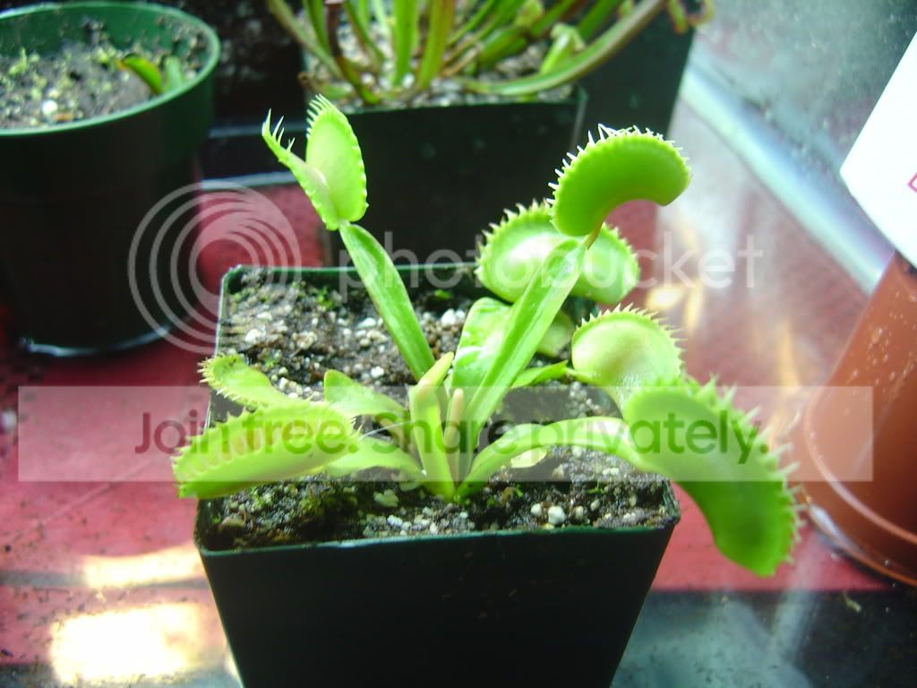 DentateVFTs004.jpg