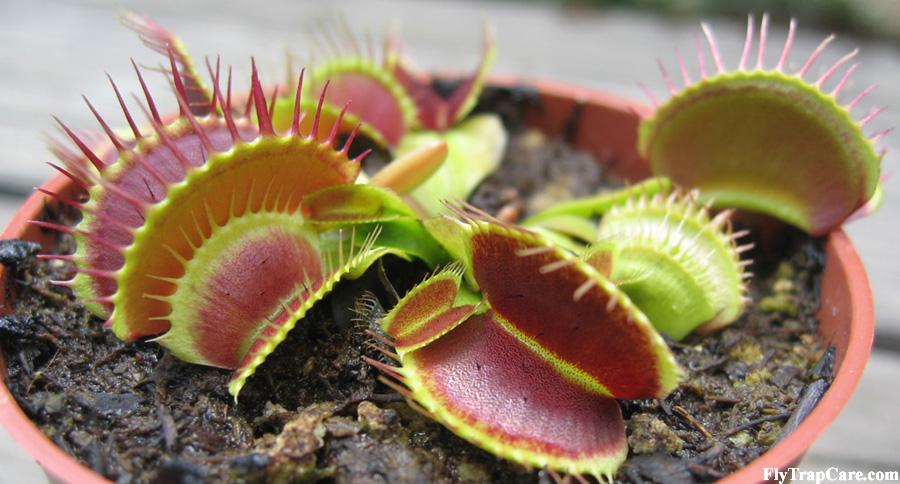 VFT_big_trap_little_trap.jpg