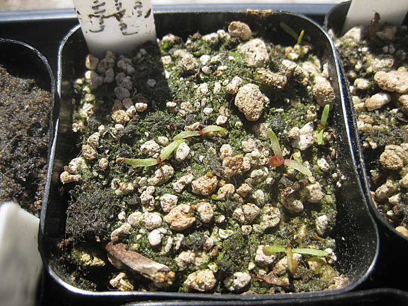 seedtraypurpurea01small.jpg