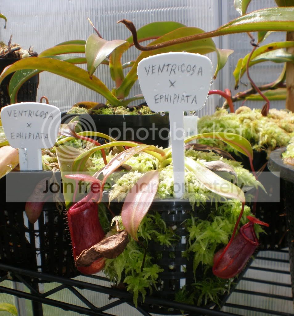 VentxEphipiataplantpot.jpg