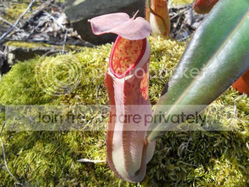Nalbomarginata_3-17-12.jpg
