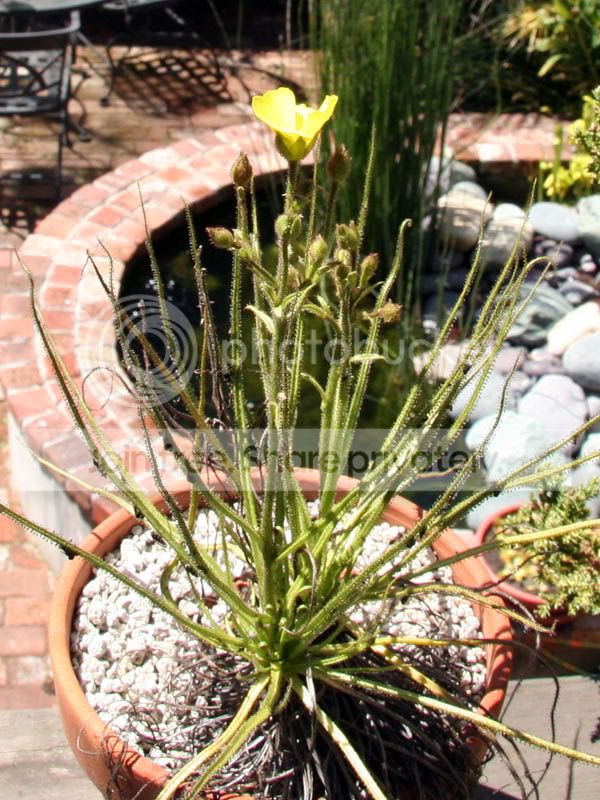 Drosophylumlusitanicum.jpg