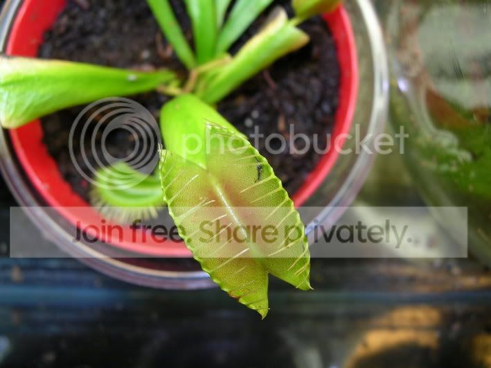 vft2.jpg