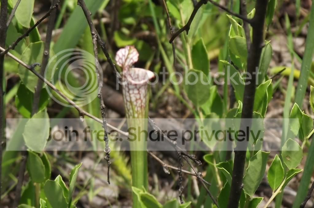 DSCF8740.jpg