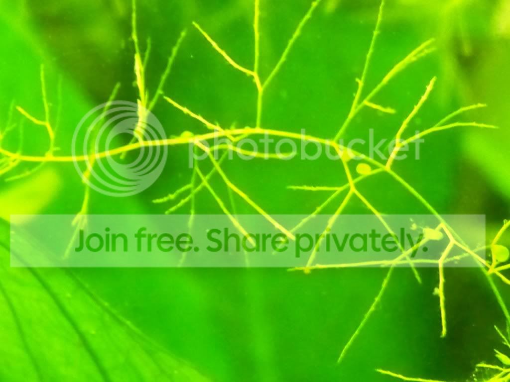 bladderwort.jpg