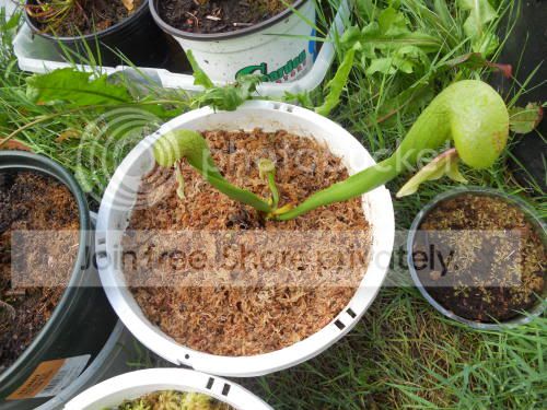 cobraplant03_8-5-11.jpg