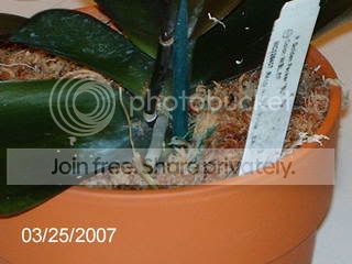 harlequinphalaenopsis006.jpg