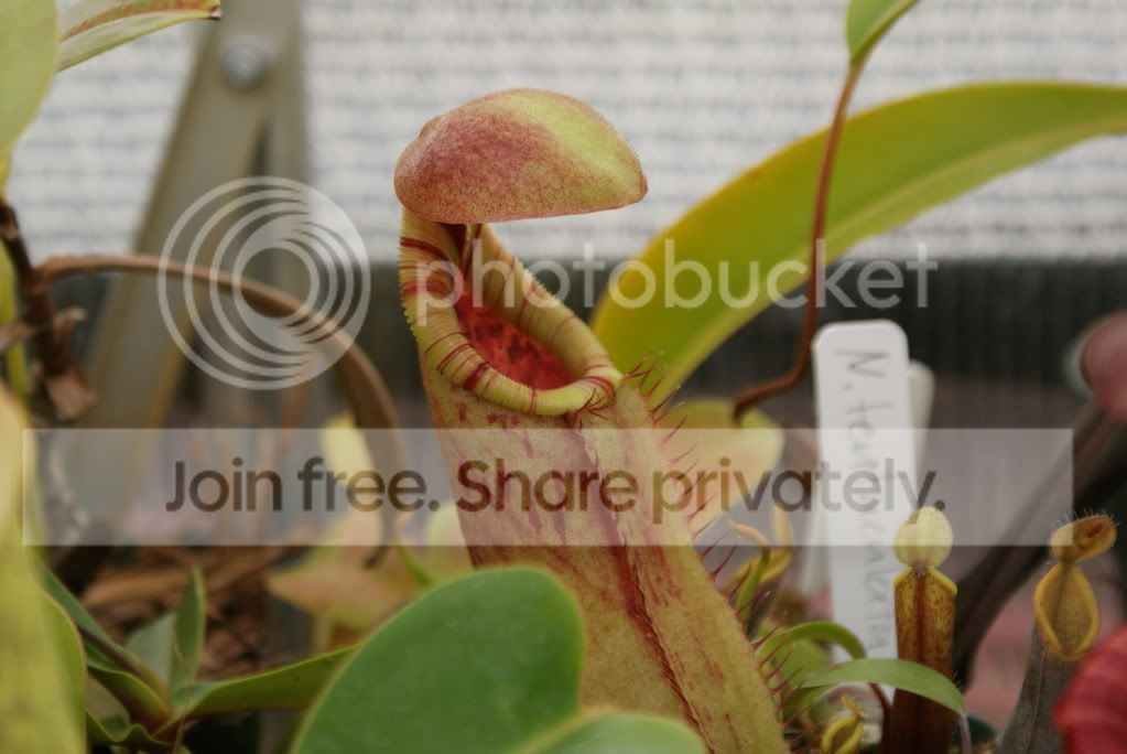 pitcherplants003.jpg