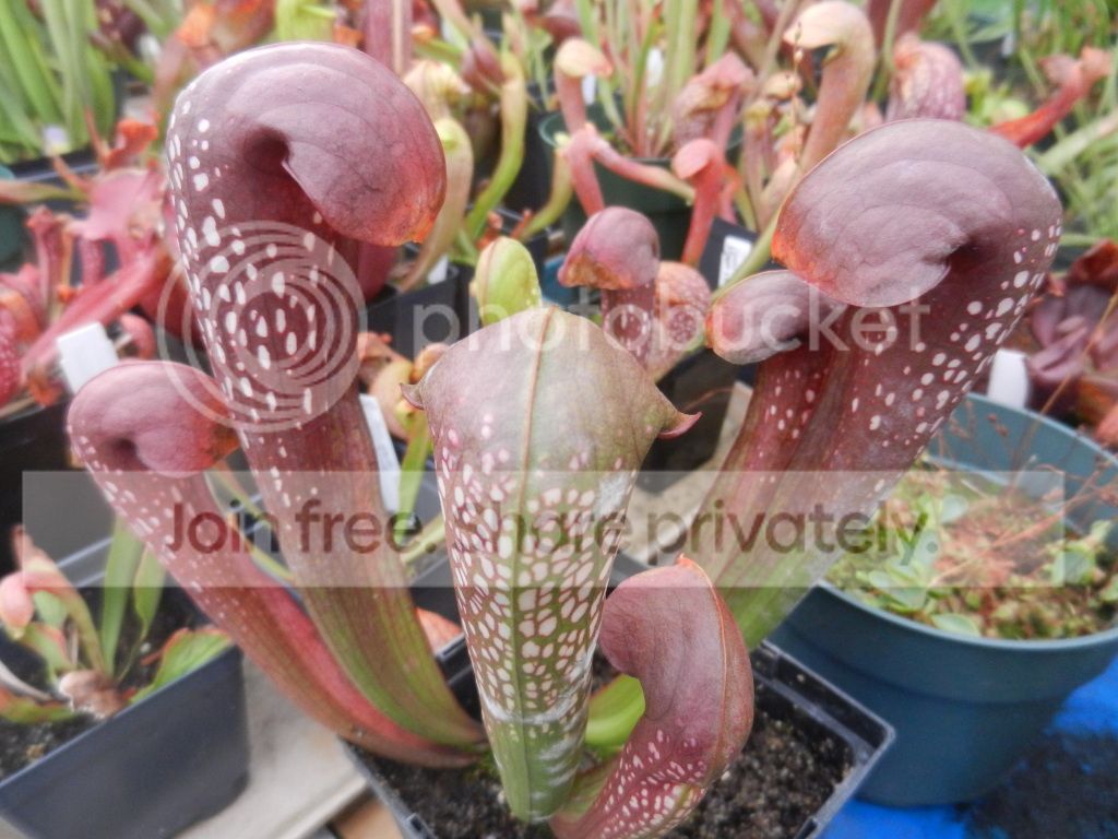UNCCGreenhouse059.jpg