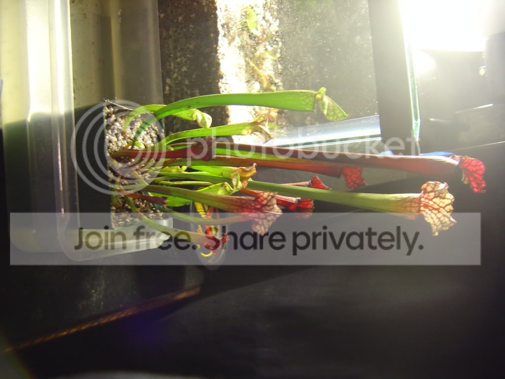 CPs009.jpg