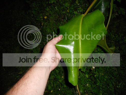 Ntruncata-leaf_5-23-11.jpg
