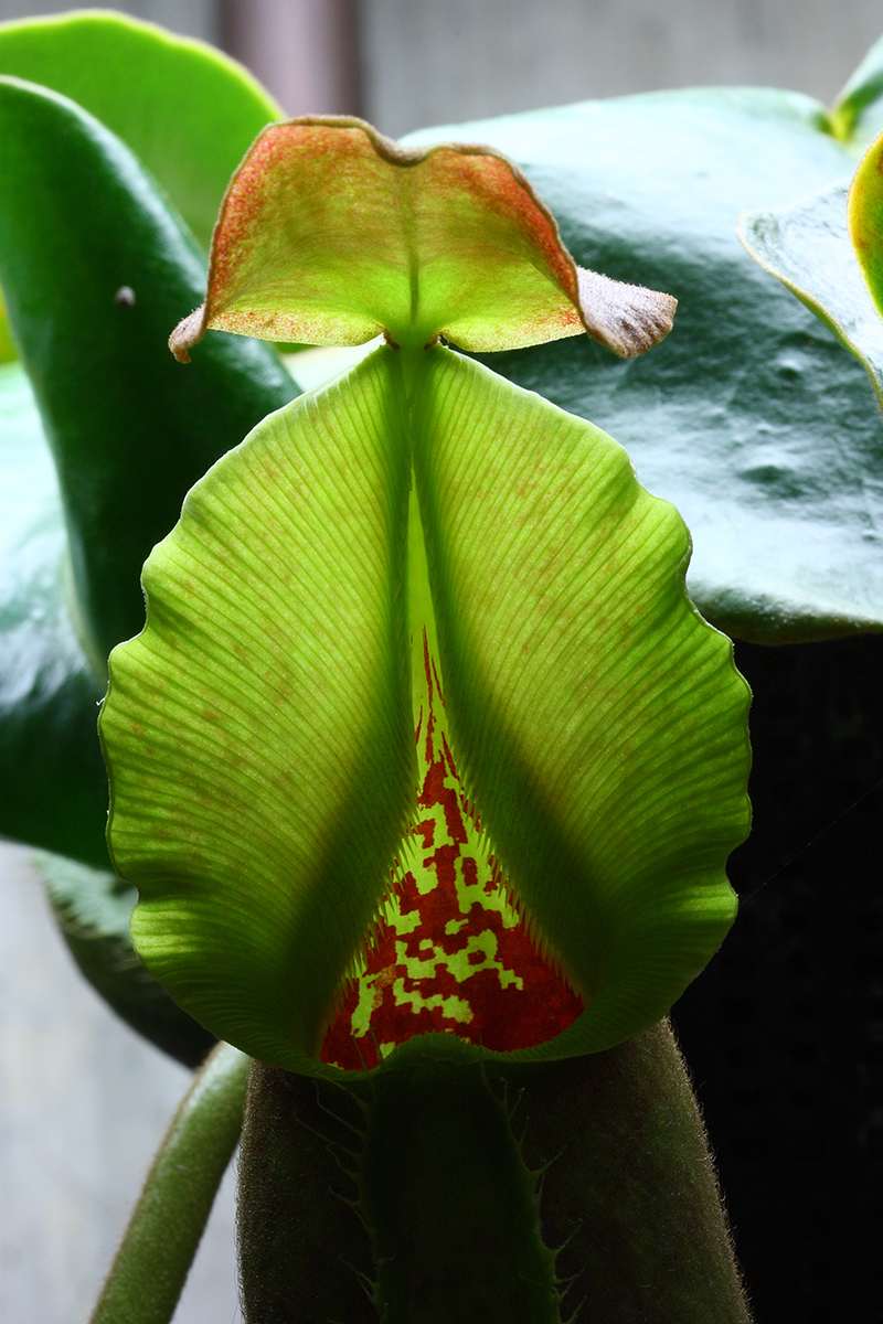 royaltruncata.jpg