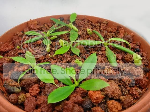 nepenthes_campanulata_pot1.jpg