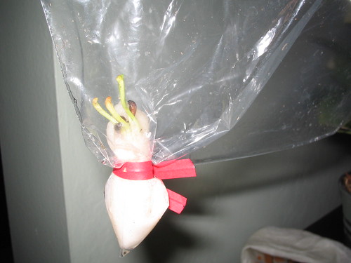 200135566_98069bd2a1.jpg