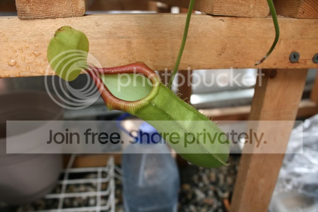 spathxventric1.jpg