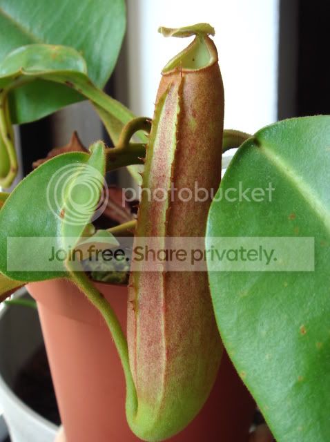 truncata_pasian4.jpg