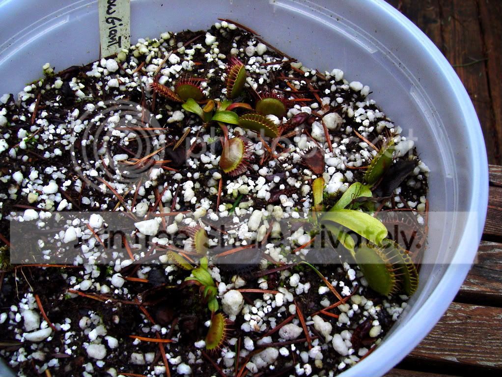 Endofdormancy006.jpg