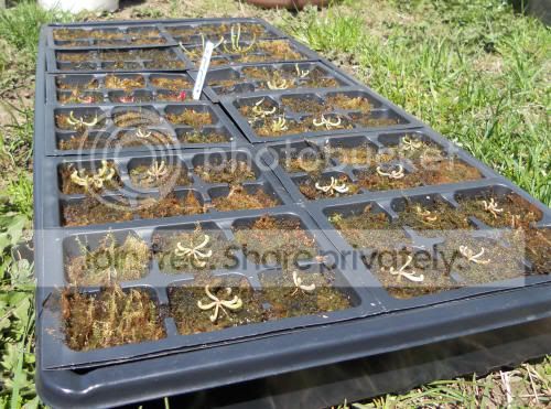 sarseedlings_5-5-11.jpg