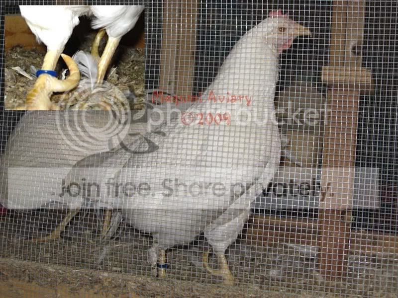 hen-spurs.jpg