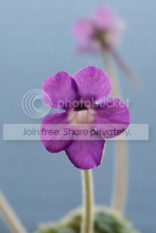 _IGP0445a.jpg
