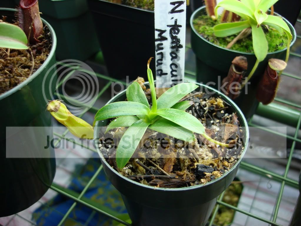 growrackplants9-24-08005.jpg