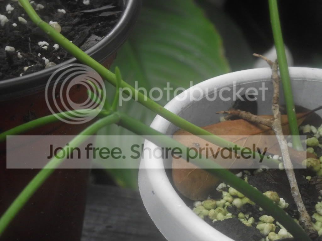 DSCF4800.jpg